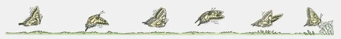 Framed Print : Sequence of illustrations showing butterfly in flight and landing Framed Print : Sequence of illustrations showing butterfly in flight and landing