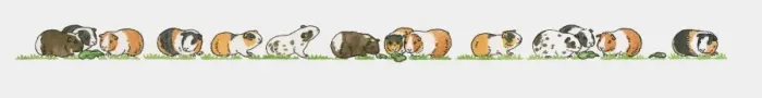 Framed Print : Sequence of illustrations showing guinea pigs on grass Framed Print : Sequence of illustrations showing guinea pigs on grass