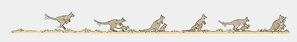 Sequence of illustrations showing kangaroos and Joeys on the move