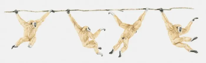 Framed Print : Sequence of illustrations showing Lar Gibbon or White-handed Gibbon (Hylobates lar) swinging on vine Framed Print : Sequence of illustrations showing Lar Gibbon or White-handed Gibbon (Hylobates lar) swinging on vine