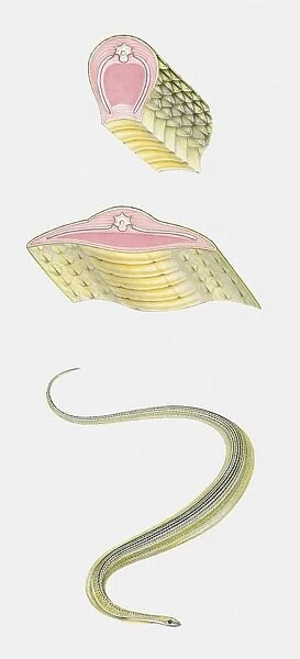 Sequence of illustrations showing Paradise Tree Snake (Chrysopelea paradisi) and anatomy cross sections