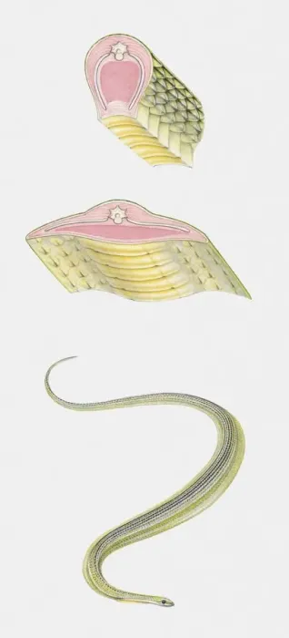 Framed Print : Sequence of illustrations showing Paradise Tree Snake (Chrysopelea paradisi) and anatomy cross sections Framed Print : Sequence of illustrations showing Paradise Tree Snake (Chrysopelea paradisi) and anatomy cross sections