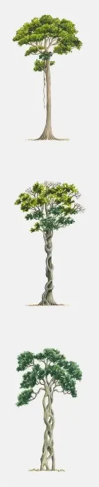 Framed Print : Sequence of illustrations showing parasitic fig killing host tree and growing in its place Framed Print : Sequence of illustrations showing parasitic fig killing host tree and growing in its place
