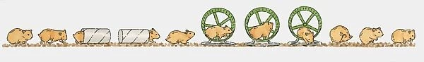 Sequence of illustrations showing playful guinea pig in toilet paper tube and exercise wheel
