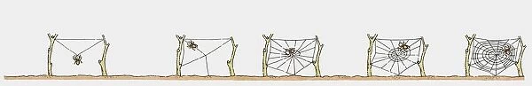 Sequence of illustrations showing spider weaving web