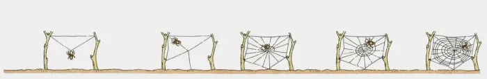 Framed Print : Sequence of illustrations showing spider weaving web Framed Print : Sequence of illustrations showing spider weaving web