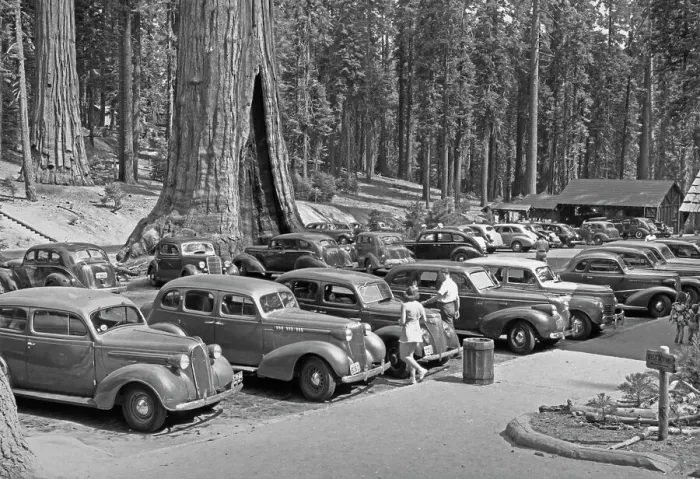 Framed Print : Sequoia Village