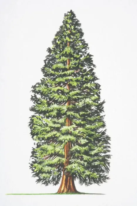 Framed Print : Sequoiadendron giganteum, Big Tree, Giant Redwood, Sierra Redwood, Wellingtonia Framed Print : Sequoiadendron giganteum, Big Tree, Giant Redwood, Sierra Redwood, Wellingtonia