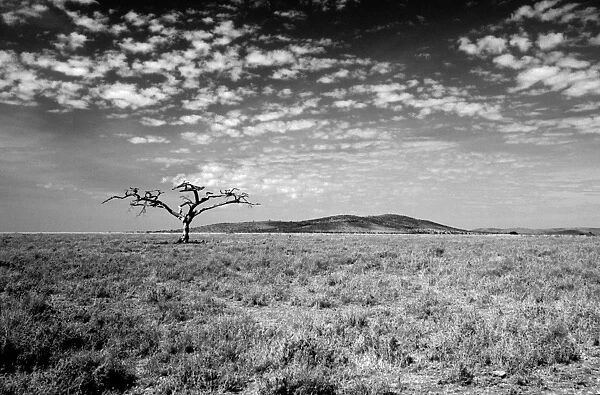Serengeti National Park, UNESCO world heritage site, Tanzania, Africa