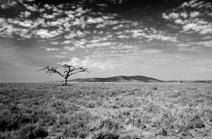Framed Print : Serengeti National Park, UNESCO world heritage site, Tanzania, Africa Framed Print : Serengeti National Park, UNESCO world heritage site, Tanzania, Africa