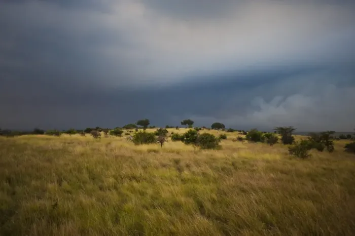 Framed Print : Serengeti with dark storm clouds, Tanzania, Africa Framed Print : Serengeti with dark storm clouds, Tanzania, Africa