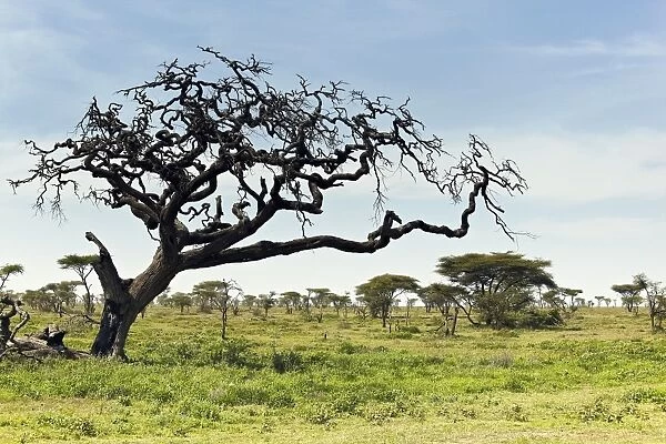 Serengeti landscape, Tanzania, Africa