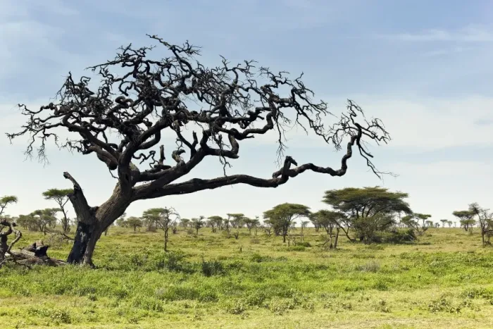 Framed Print : Serengeti landscape, Tanzania, Africa Framed Print : Serengeti landscape, Tanzania, Africa