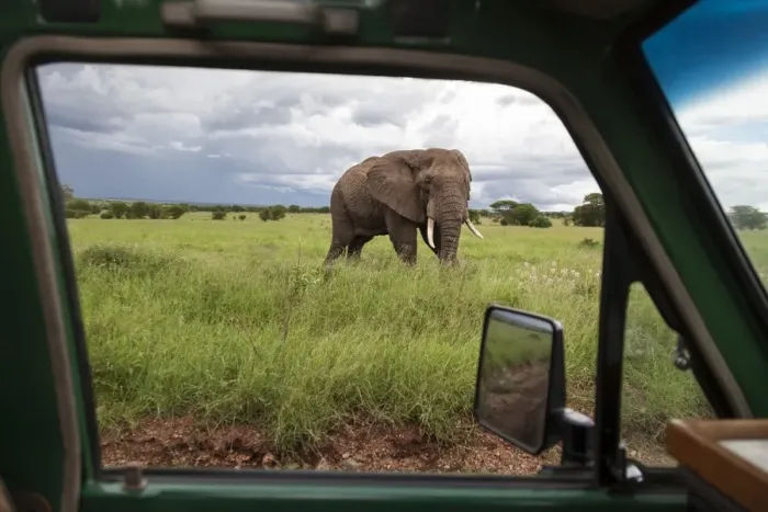 Framed Print : serengeti national park