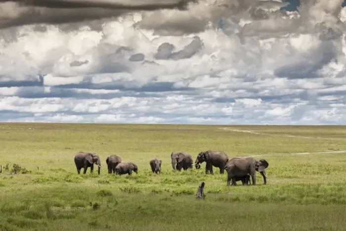 Framed Print : serengeti national park