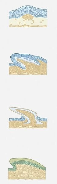 Series of cross section illustrations showing development of shark and snake scales