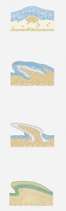 Framed Print : Series of cross section illustrations showing development of shark and snake scales