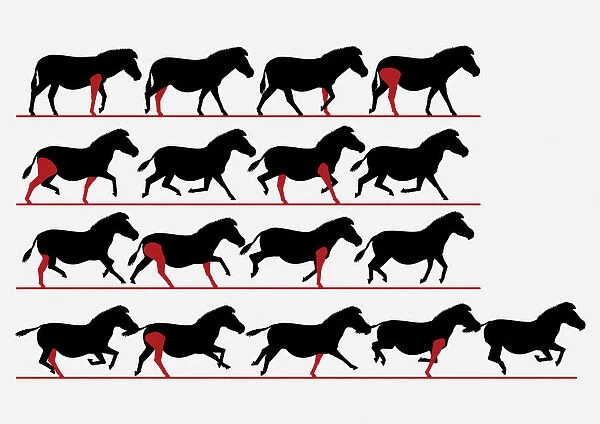 Series of digital illustrations showing Zebra gait from walking to galloping