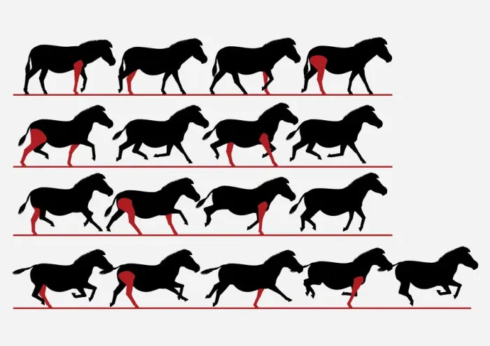 Framed Print : Series of digital illustrations showing Zebra gait from walking to galloping Framed Print : Series of digital illustrations showing Zebra gait from walking to galloping