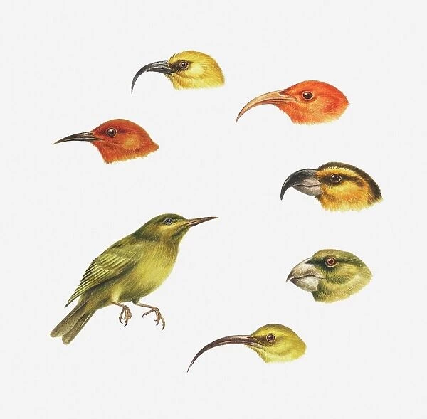 Series of illustrations of Akaipolaau, Liwi, Maui parrotbill, Apapane, Kona, Honeycreeper, Kauai akialoa showing types of beak