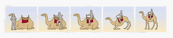 Series of illustrations showing how to climb on to a camel as it lies down and sitting as it stands up