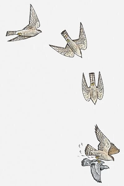 Series of illustrations showing Sparrowhawk (Accipiter nisus) diving and swooping to catch pigeon