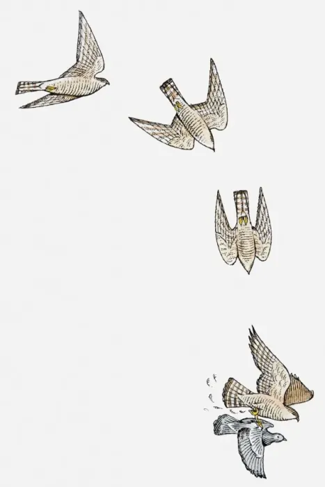 Framed Print : Series of illustrations showing Sparrowhawk (Accipiter nisus) diving and swooping to catch pigeon Framed Print : Series of illustrations showing Sparrowhawk (Accipiter nisus) diving and swooping to catch pigeon