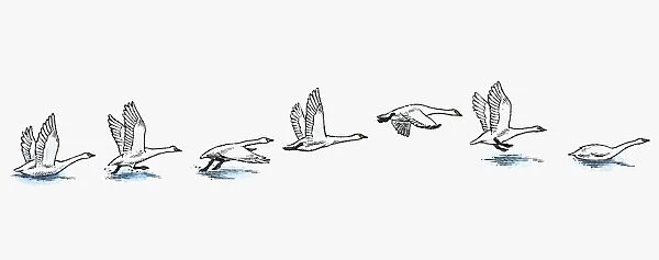 Series of illustrations showing Swan preparing to fly from water, flying, and landing in water