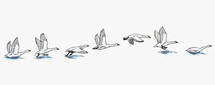 Framed Print : Series of illustrations showing Swan preparing to fly from water, flying, and landing in water Framed Print : Series of illustrations showing Swan preparing to fly from water, flying, and landing in water