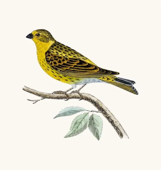 Framed Print : Serin Finch bird Framed Print : Serin Finch bird