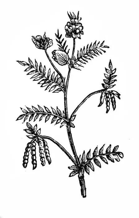 Framed Print : Serradella - Ornithopus sativus Framed Print : Serradella - Ornithopus sativus