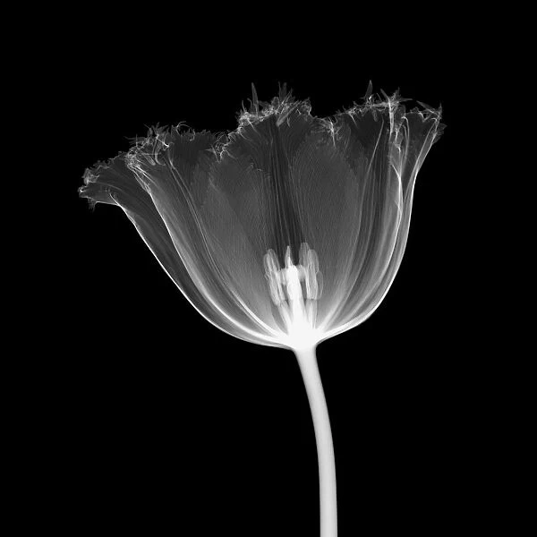 Serrated tulip, X-ray