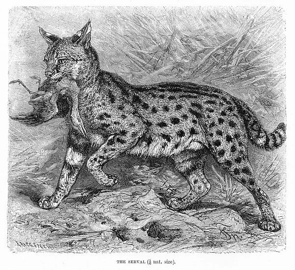 Serval engraving 1894