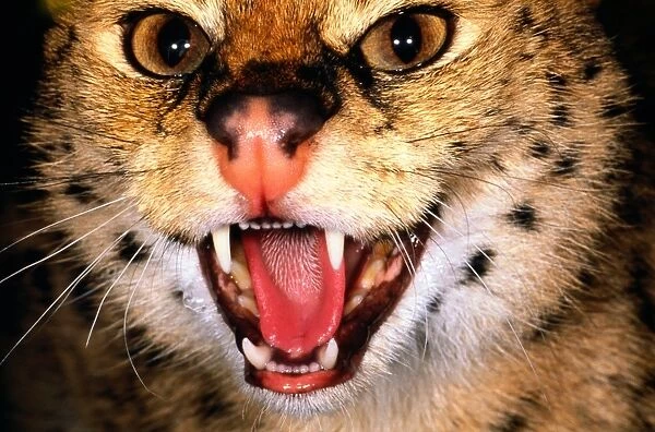 Serval (Felis serval) with mouth open, close-up, Kenya