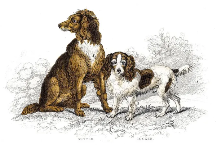Framed Print : Setter and cocker engraving Framed Print : Setter and cocker engraving