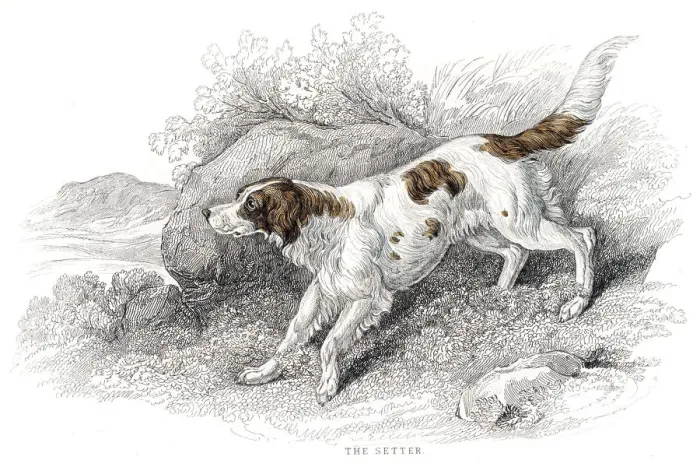 Framed Print : Setter dog engraving 1840 Framed Print : Setter dog engraving 1840
