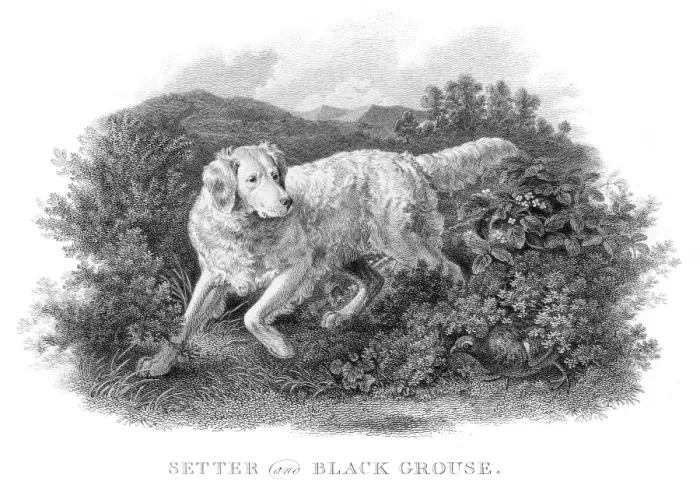 Framed Print : Setter and Grouse engraving 1812 Framed Print : Setter and Grouse engraving 1812