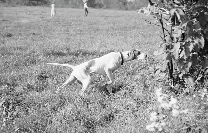 Framed Print : Setter on Point Framed Print : Setter on Point