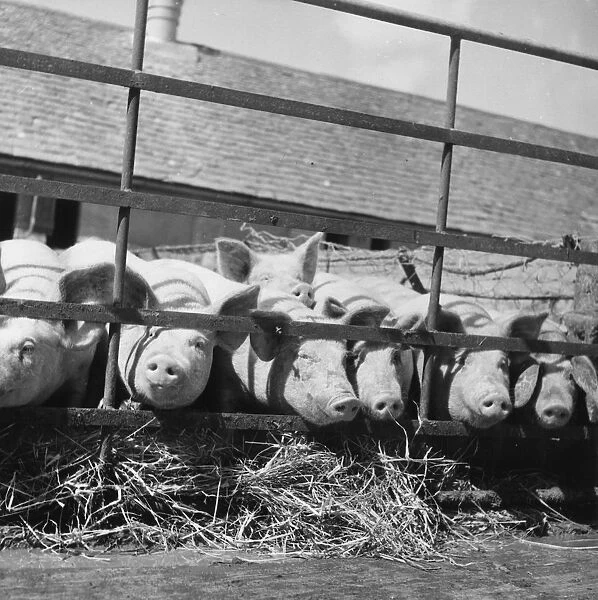 Seven Little Piggies