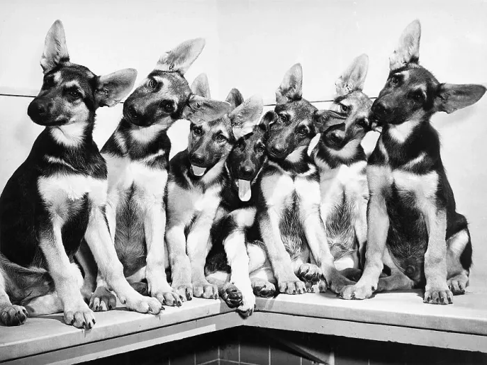 Framed Print : Seven Posing German Shepherd Puppies Framed Print : Seven Posing German Shepherd Puppies