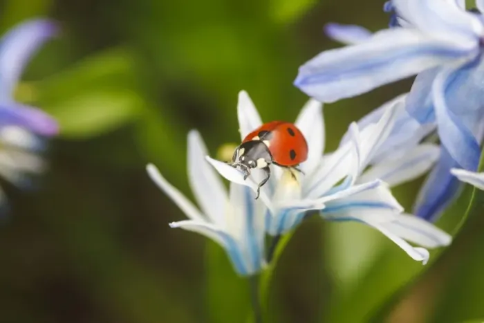 Framed Print : Seven-spot Ladybird -Coccinella septempunctata- in a garden, Stuttgart, Baden-Wurttemberg, Germany