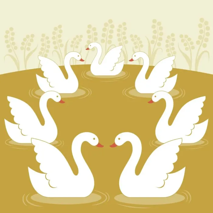 Framed Print : Seven Swans a Swimming Framed Print : Seven Swans a Swimming
