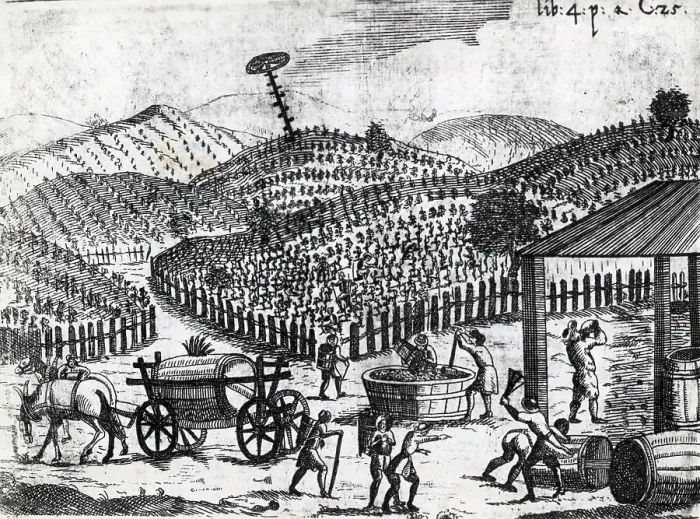 Framed Print : Seventeenth Century Woodcut of Vineyard With Grape Harvesting Framed Print : Seventeenth Century Woodcut of Vineyard With Grape Harvesting
