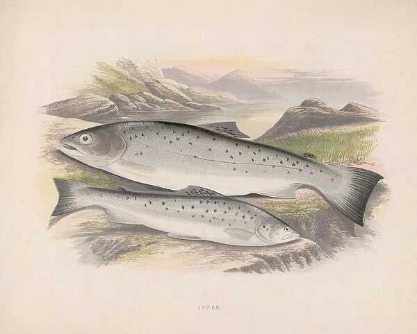 Sewen. Two sewen or sea trout, circa 1850