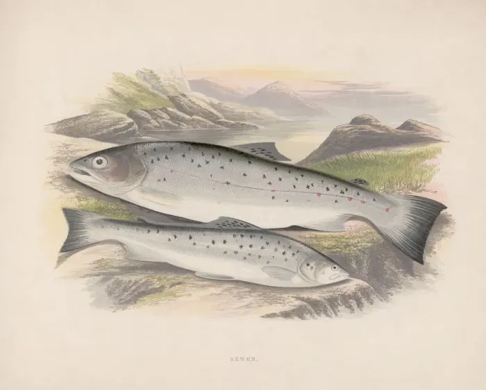 Framed Print : Sewen. Two sewen or sea trout, circa 1850 Framed Print : Sewen. Two sewen or sea trout, circa 1850