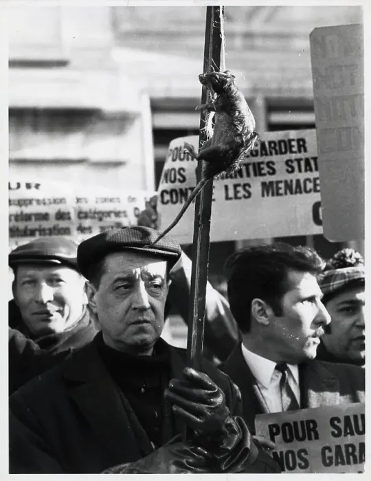 Framed Print : Sewer Worker Holds Rat on Stick in March Framed Print : Sewer Worker Holds Rat on Stick in March