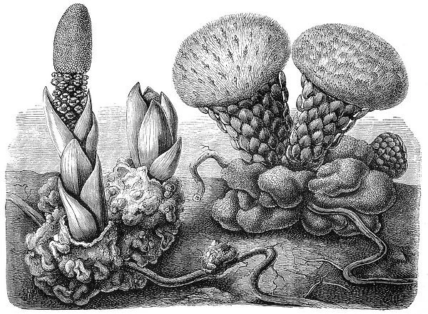 Seybalium fungiforme and Balanophora hildenbrandtii