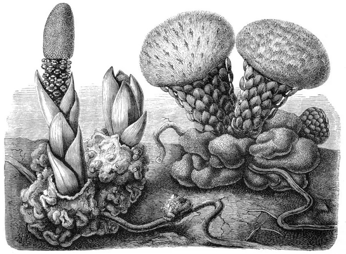 Framed Print : Seybalium fungiforme and Balanophora hildenbrandtii Framed Print : Seybalium fungiforme and Balanophora hildenbrandtii