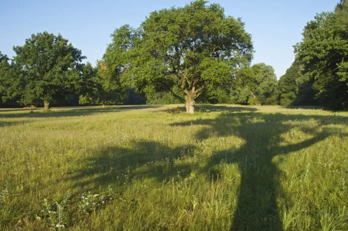 Framed Print : Shadow of an Oak Tree (Quercus) Framed Print : Shadow of an Oak Tree (Quercus)