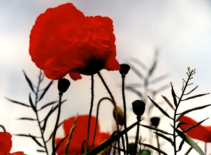 Framed Print : In the Shadow of the Poppies Framed Print : In the Shadow of the Poppies